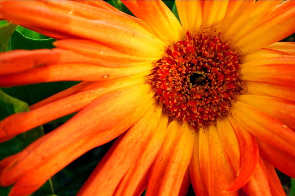 Gerbera Daisy or Osteospermum. The close up reveals yellows and oranges. The green background foliage frames the flower.