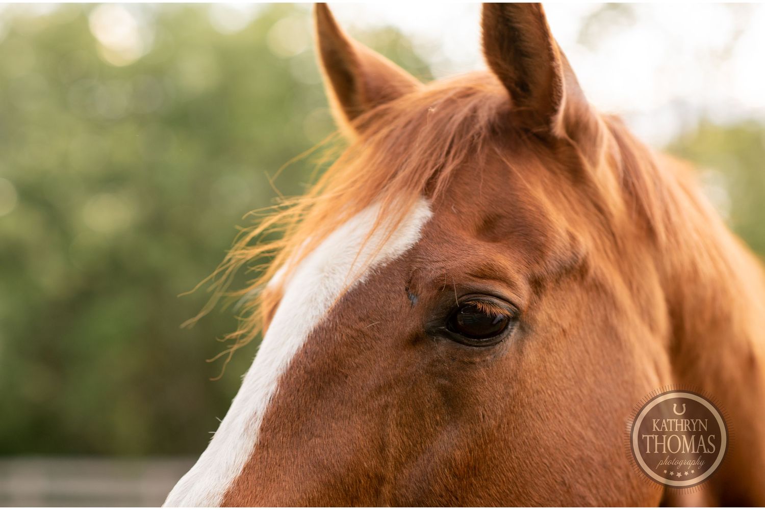 Close-up profile of a chestnut horse's head showing eye and white blaze marking.