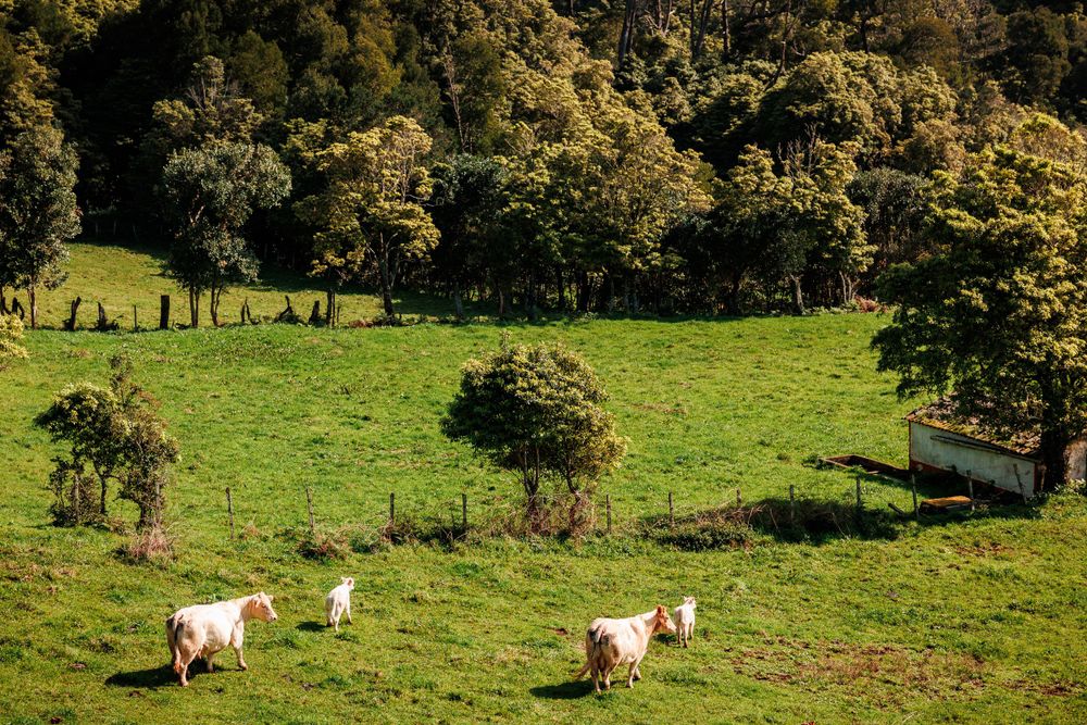 Cute cows on pasture with green gras.
