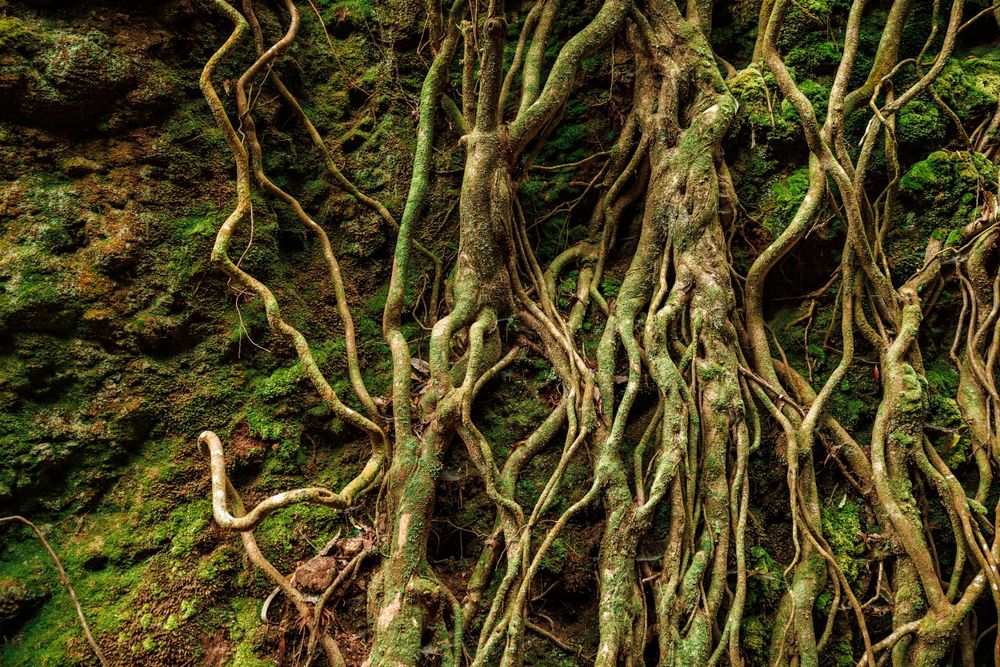 Details of roots.