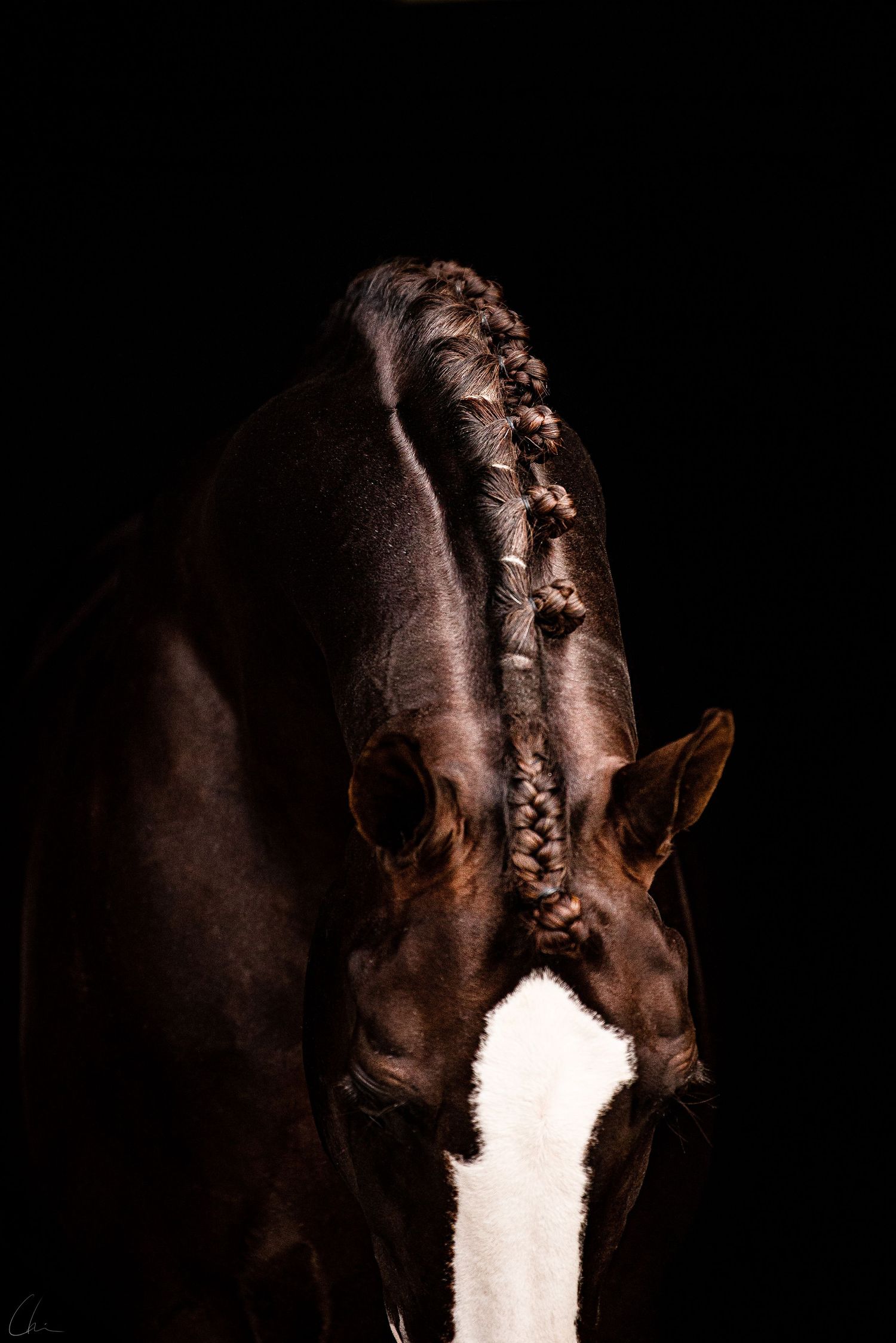 Luxus CML hingst Skåne Sverige