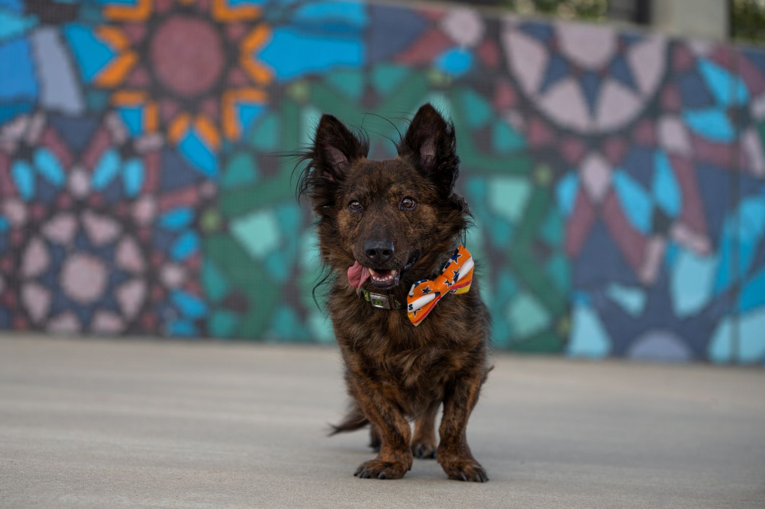 corgi with tongue out in front of colorful mural