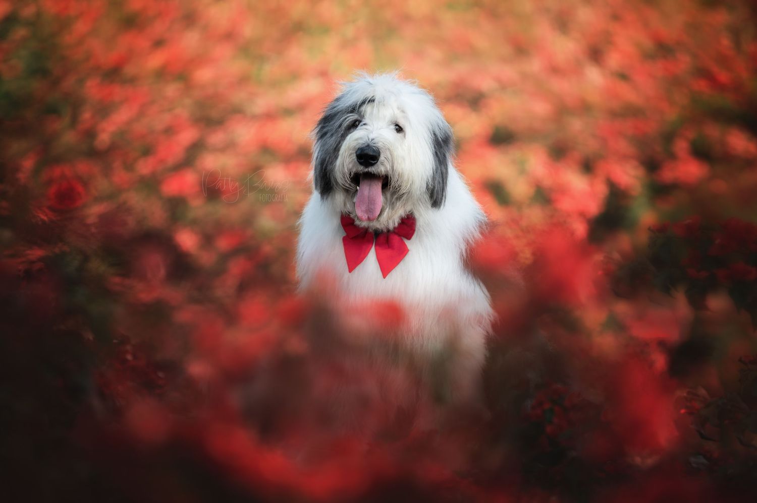 sesion de fotos para perros
