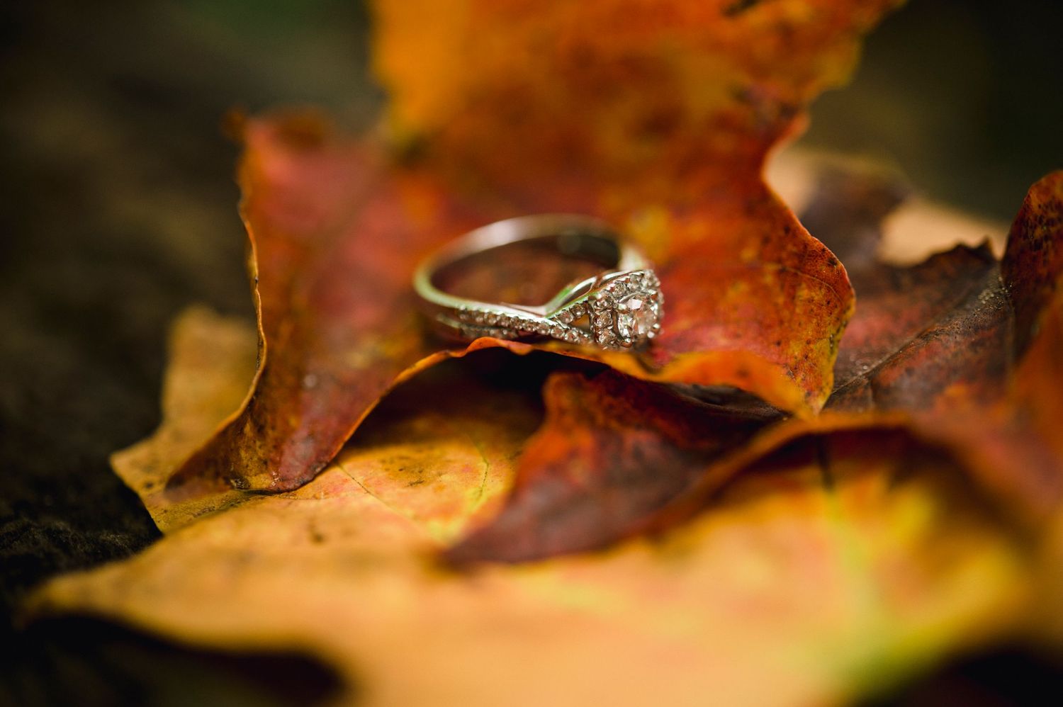 Spirits Intrigued Photography Wedding Connect Contact Kitchener Waterloo 2021