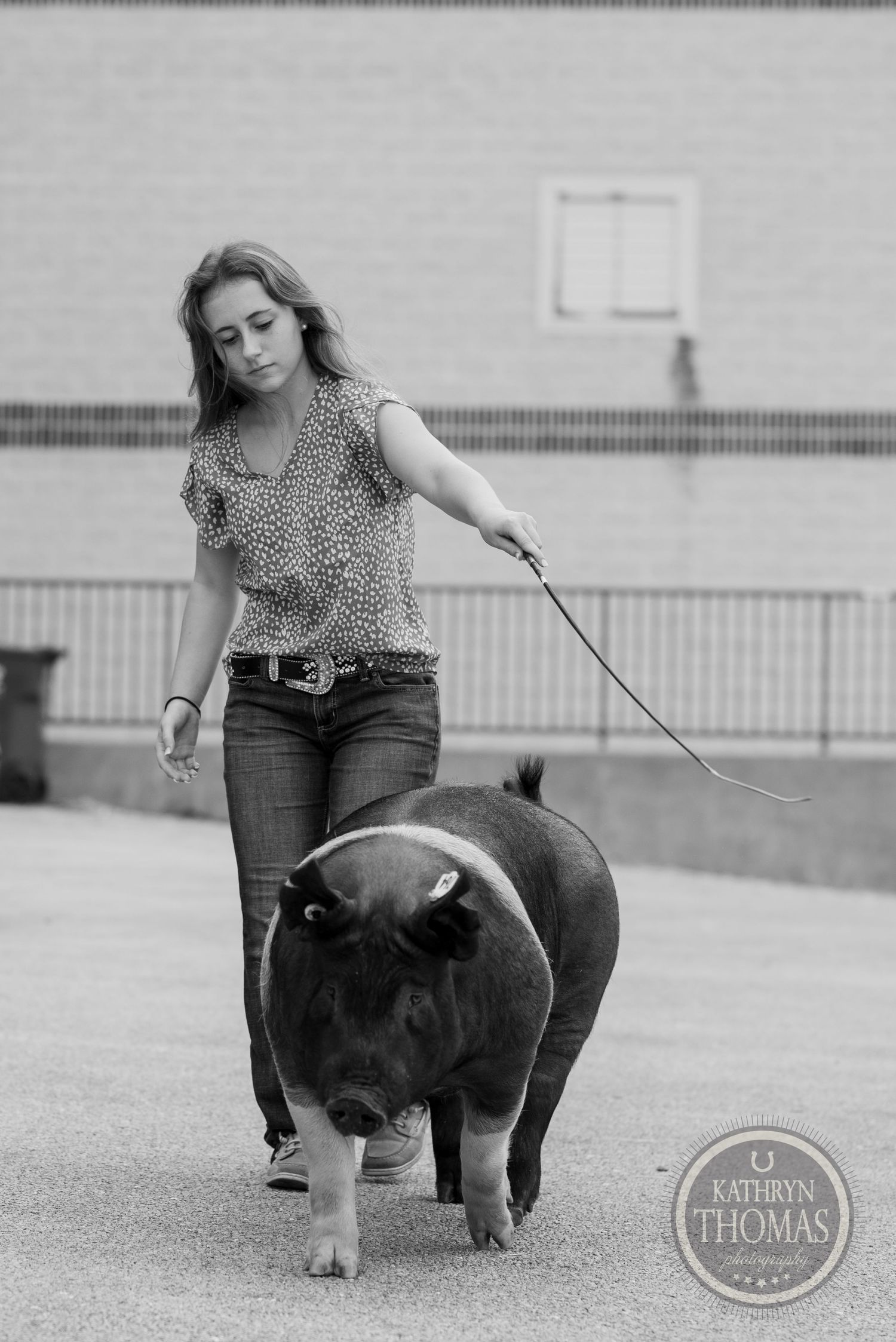 Black and white image of a show pig being led on a lead in an exhibition space.