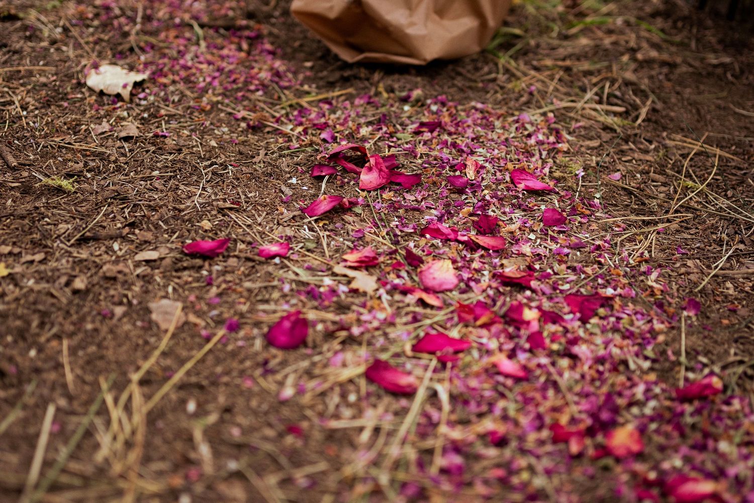 Vibrant pink flower petals scattered on brown earth creating a romantic pathway.