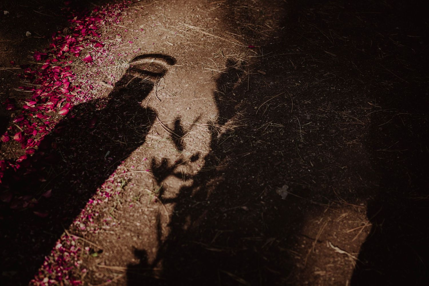 Dramatic shadow silhouettes cast on ground with scattered pink flower petals.