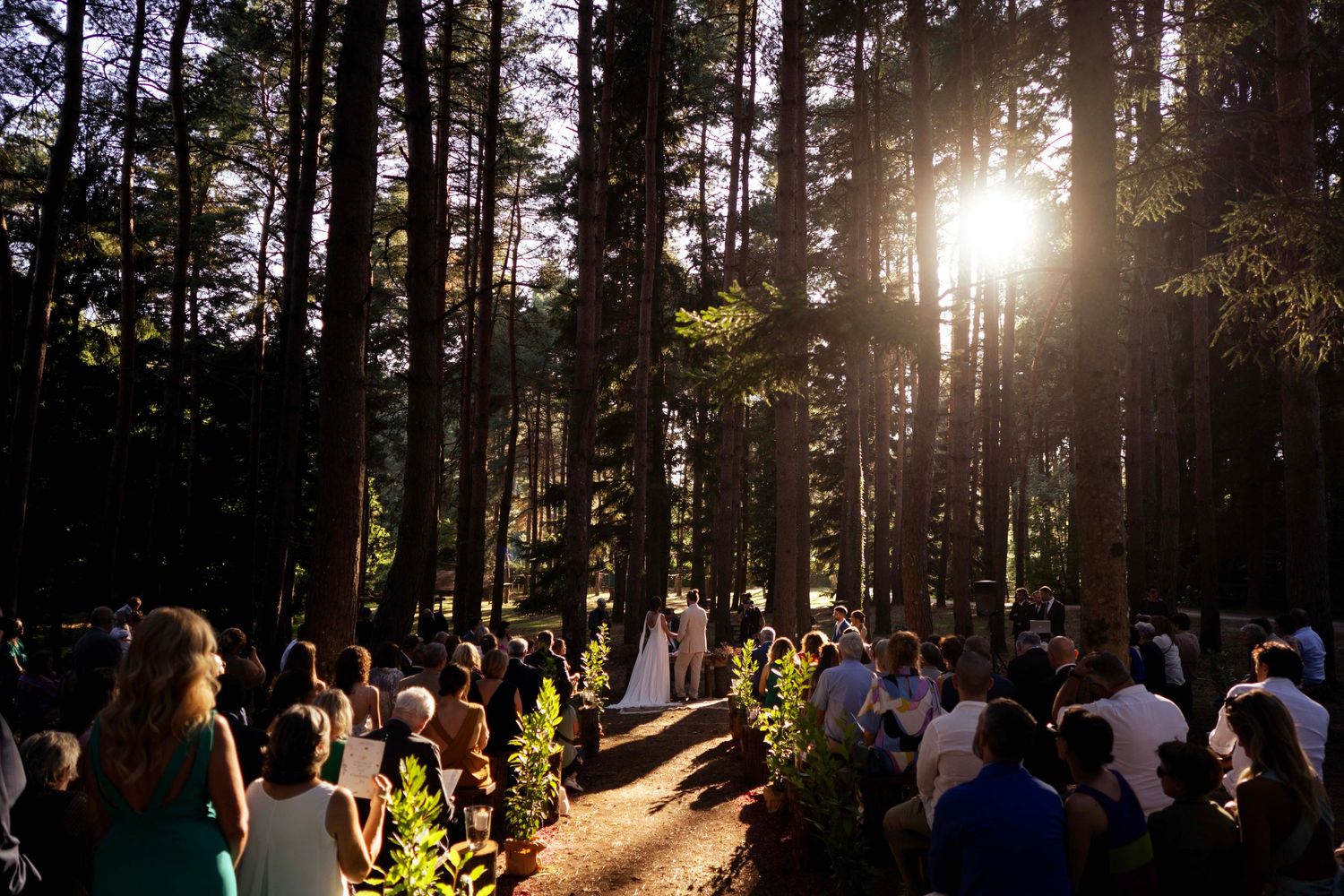 Sun beams through tall forest trees as wedding guests gather for an outdoor ceremony.