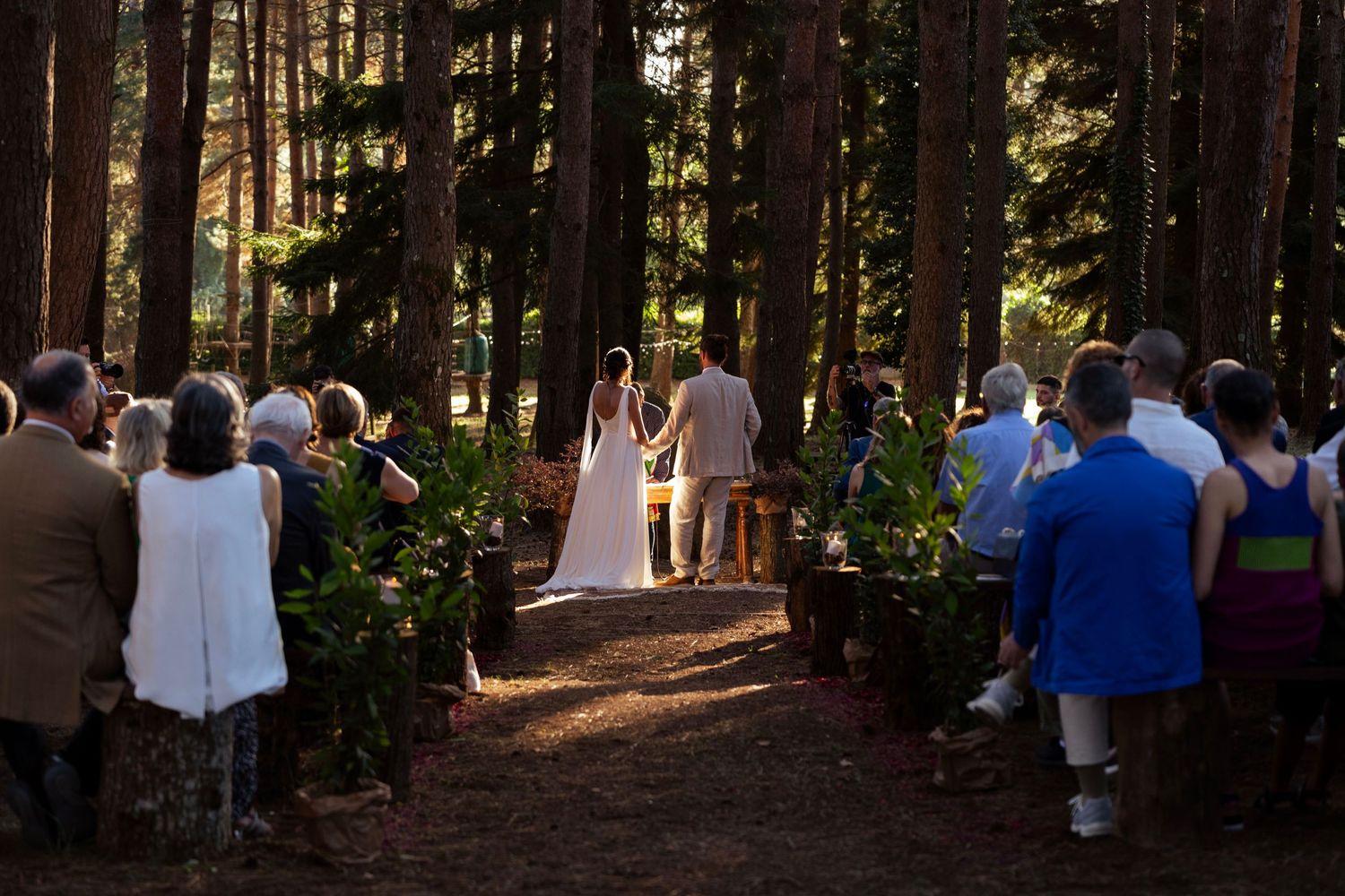 Forest wedding ceremony with guests gathered along an aisle lined with pine trees.