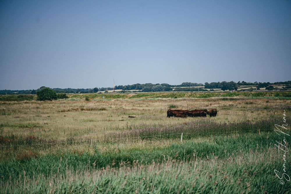 Mersea Beach