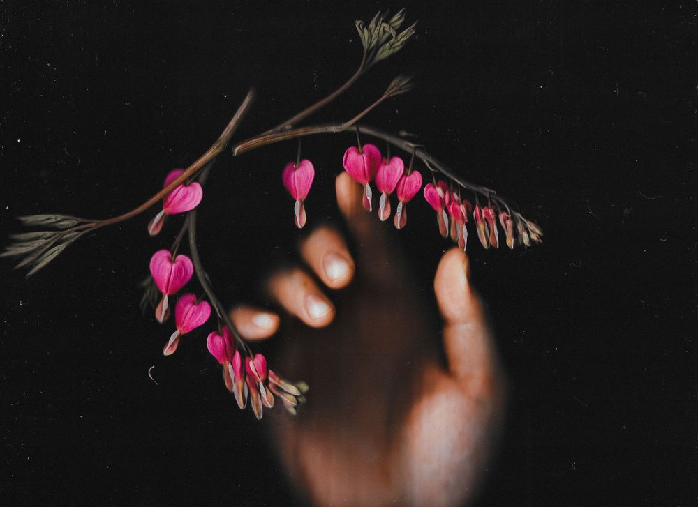 Pink bleeding heart flowers hanging delicately against dark background with hand reaching.