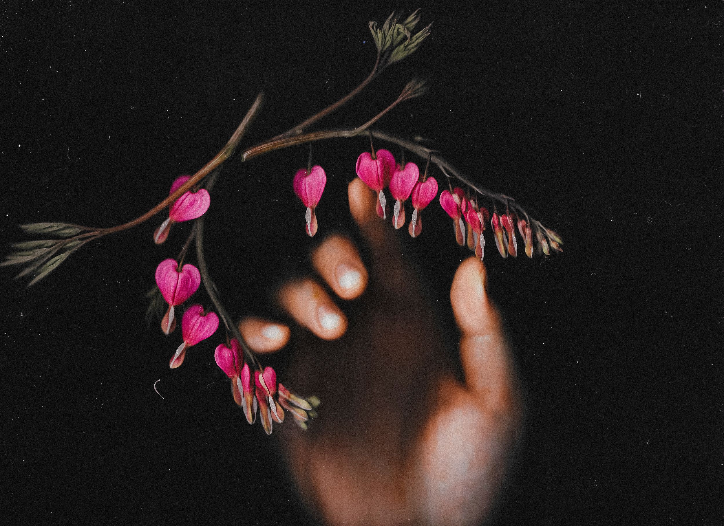 Pink bleeding heart flowers hanging delicately against dark background with hand reaching.