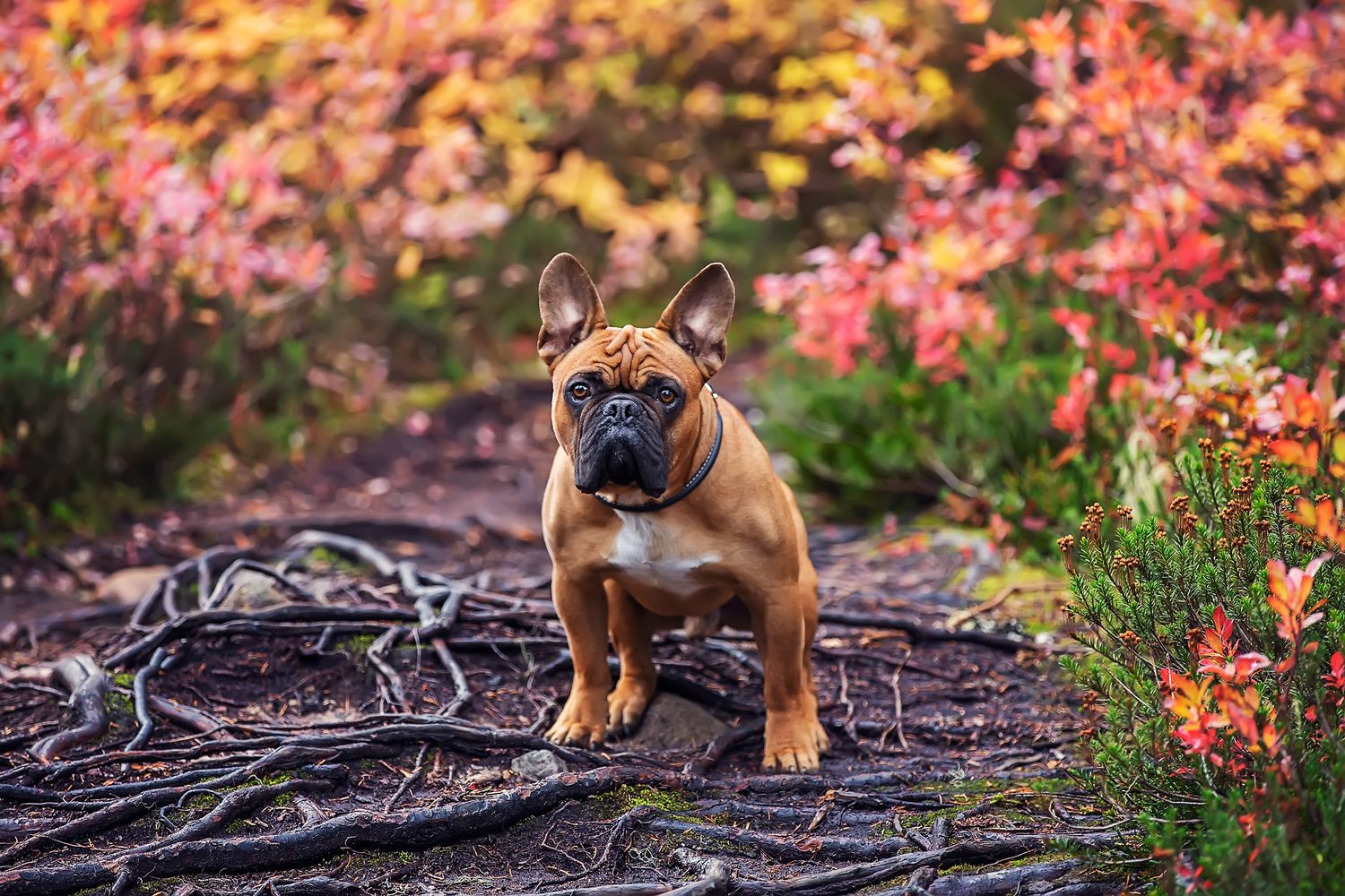 Louie the beefcake of a French bulldog poses majestically at colourful Paradise Meadows in the Fall