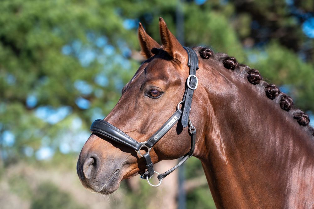 Flintstone de Malleret, a dressage stallion, posed at Haras de Malleret in Bordeaux, France, showcasing his refined features .