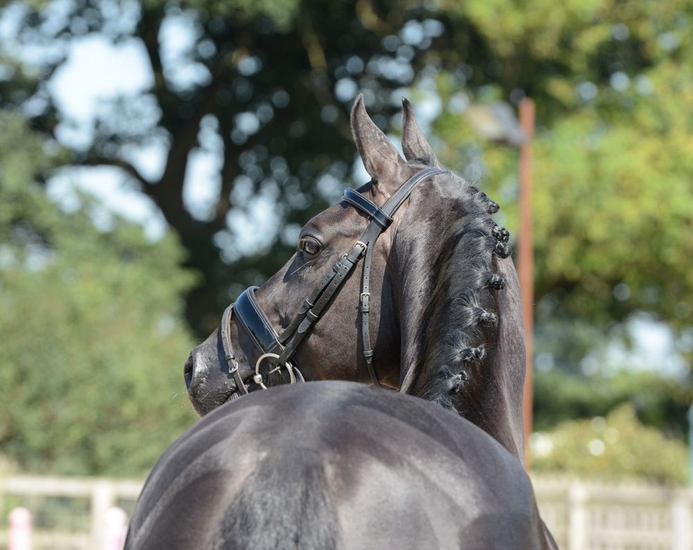 Close-up of a glossy black dressage horse with plaited mane in a snaffle bridle, photographed outdoors in natural light by Karen Chaplin