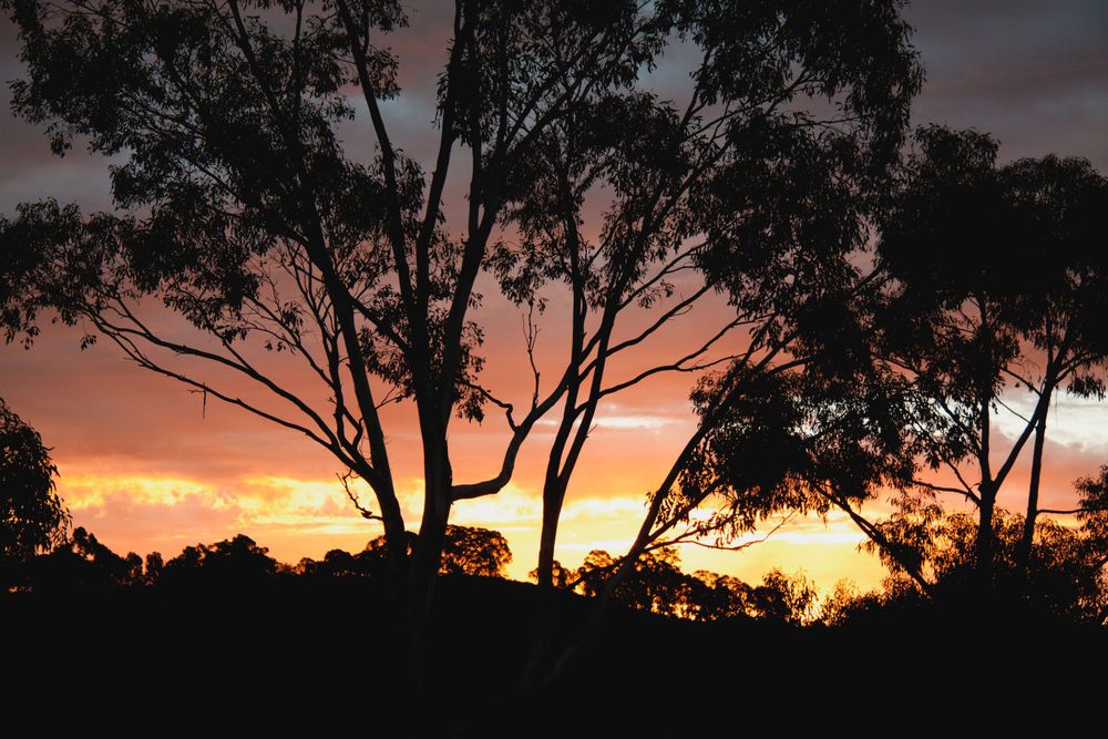 landscape peach sky gum tree