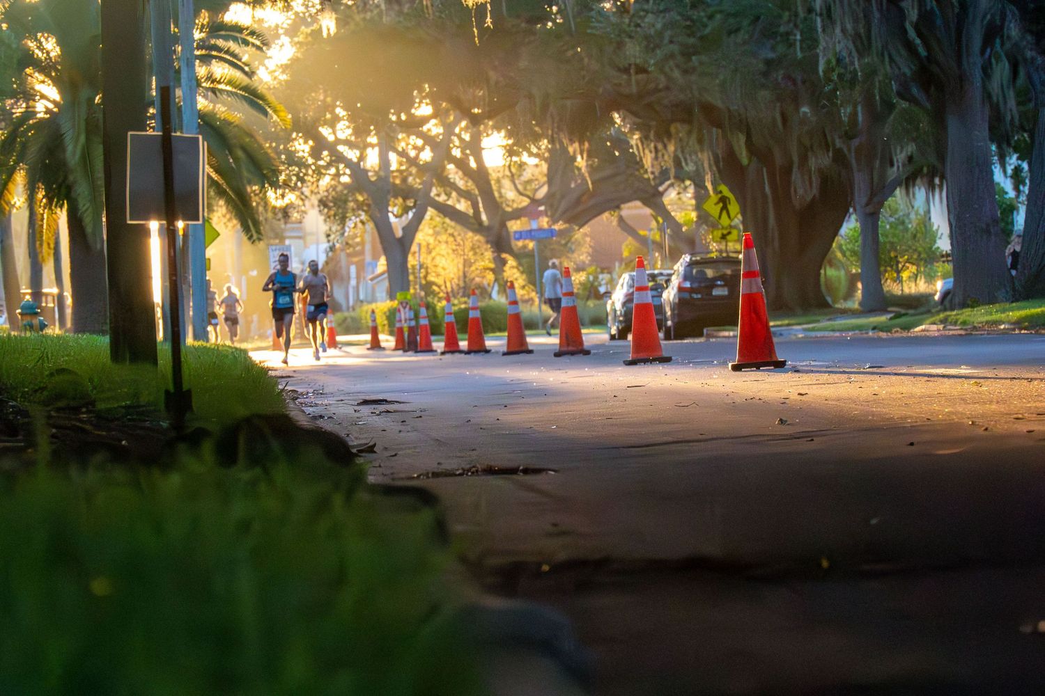 People walking along a sunlit tree-lined path with spanish moss and traffic cones.