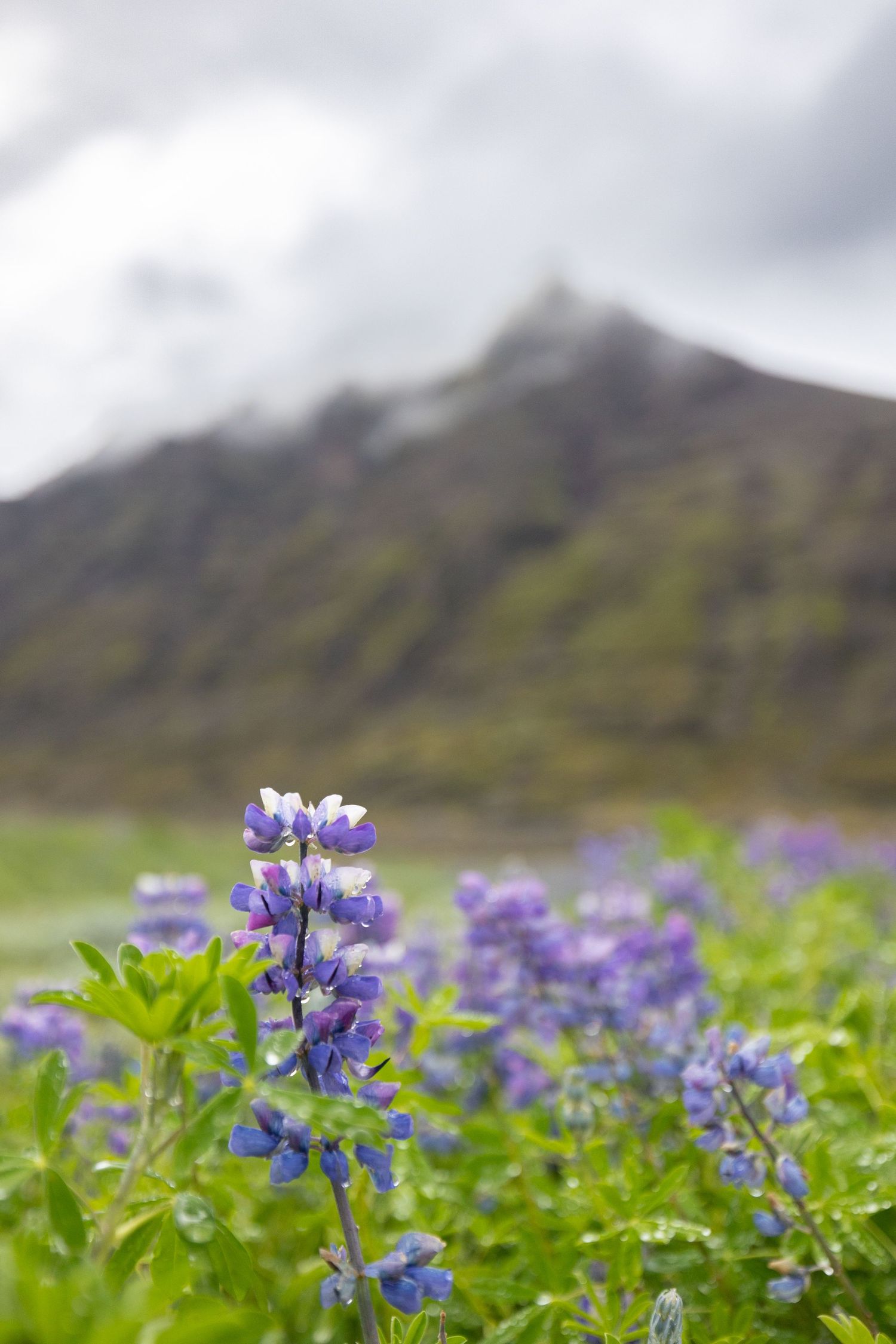 Icelandic lupins custom print