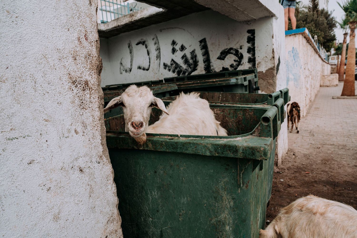 White sheep peering out of a large green garbage bin on a street with Arabic graffiti.