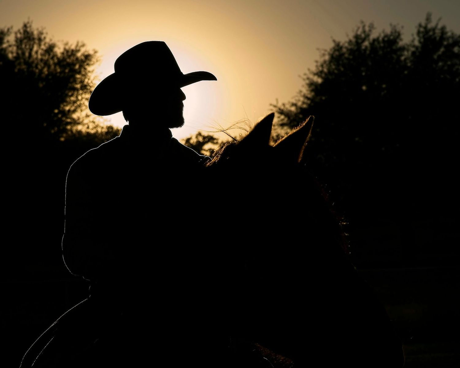 Dark silhouette of a rider on horseback against a golden sunset background.