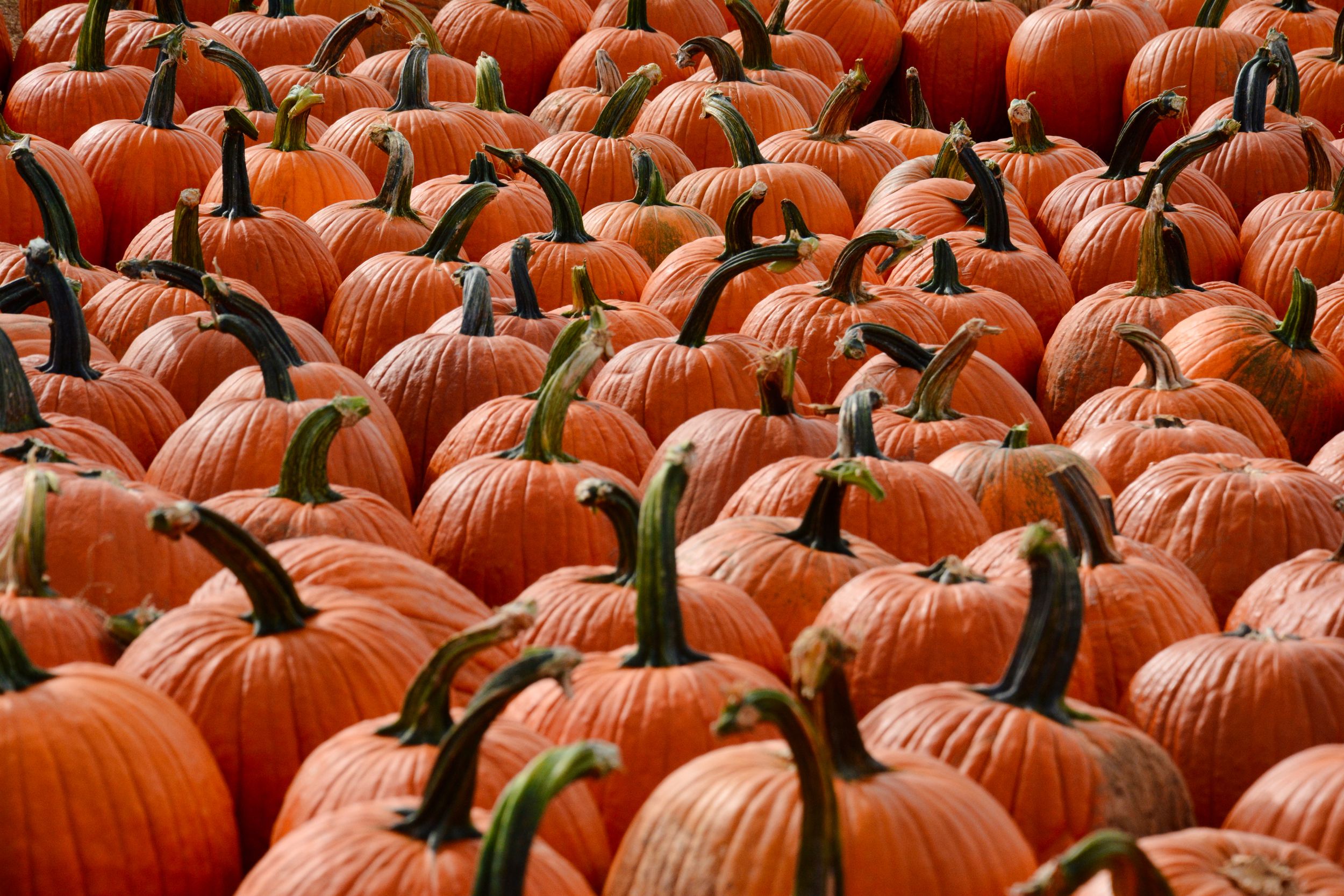 Carter Mountain Pumpkins