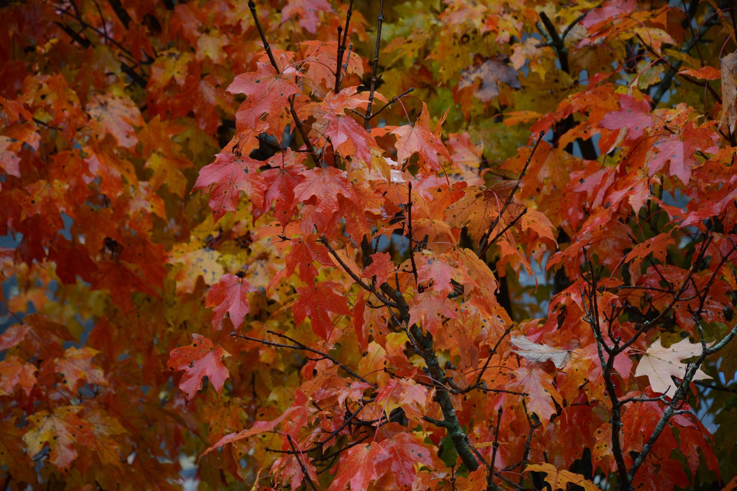 Rainy Day Leaves