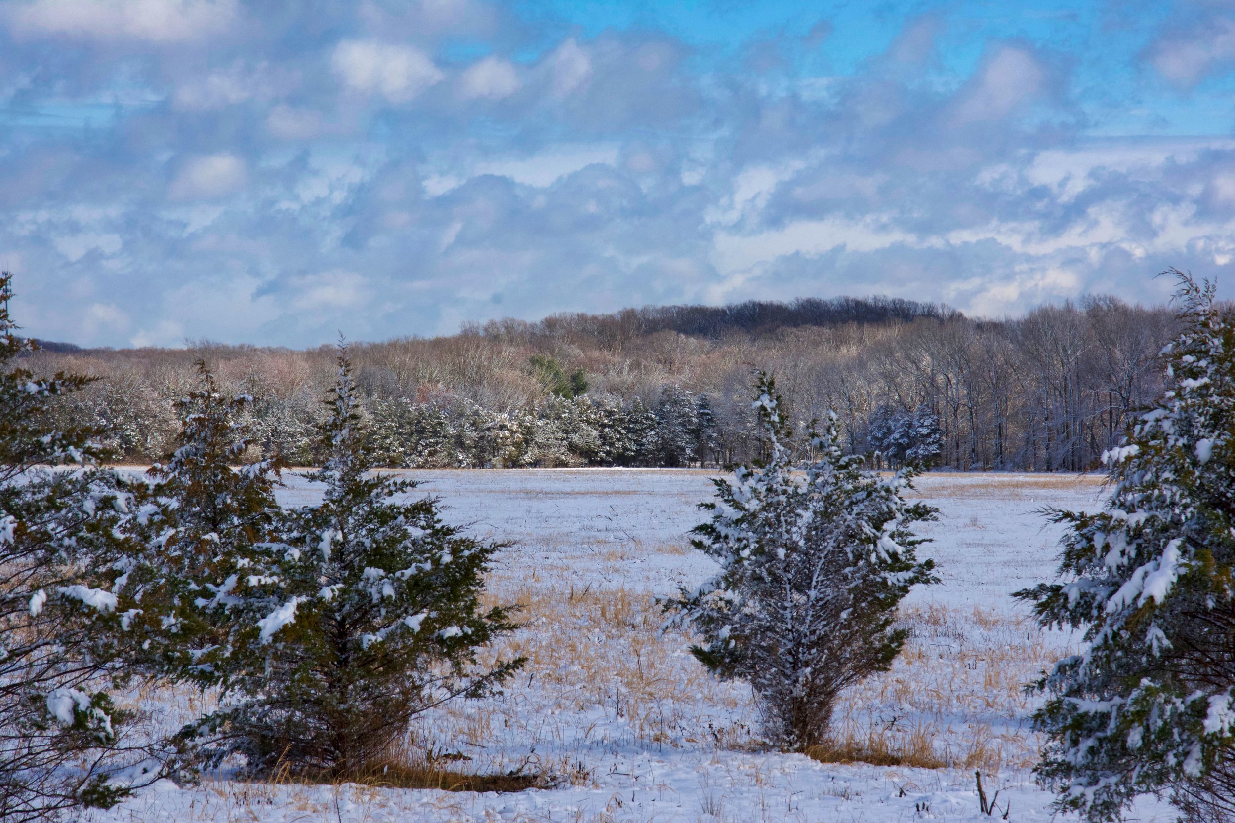 Snowy Field