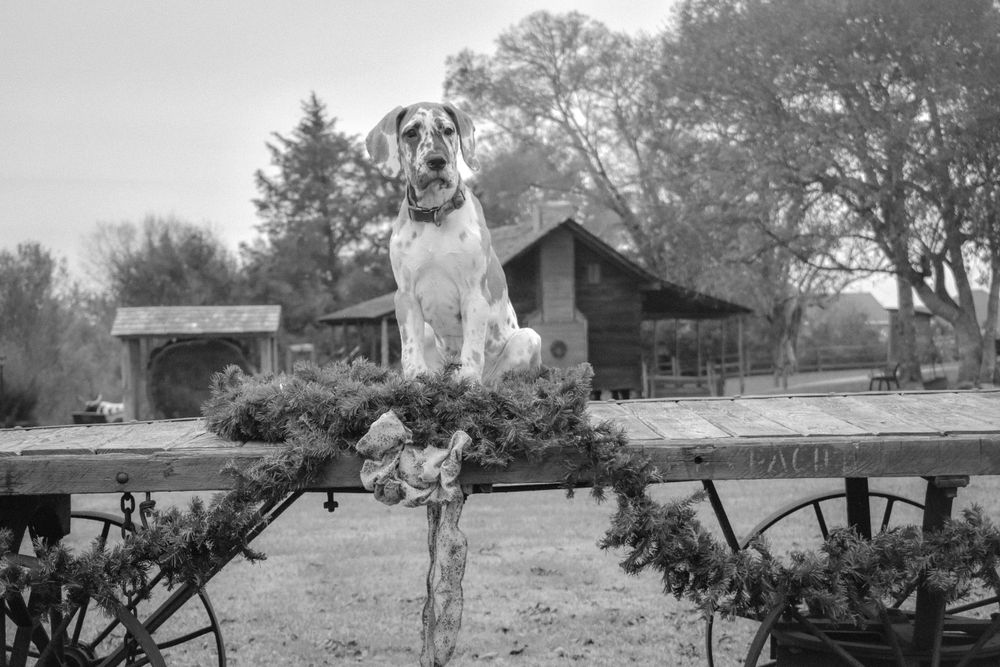 A spotted dog stands beside old farm equipment in a rural landscape.