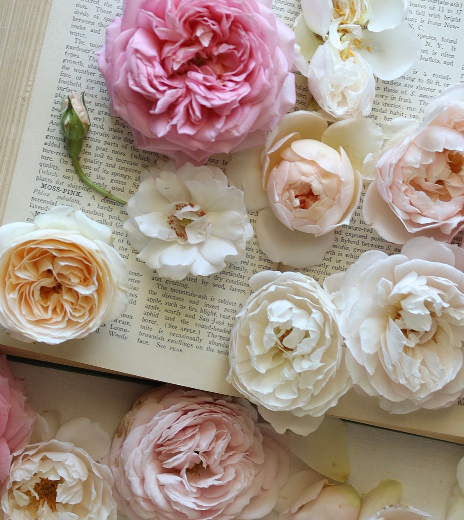 Pink, Apricot, white and baby pink roses scattered on a vintage open book