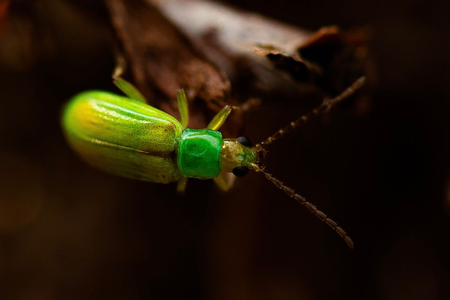 Macro photo of a Bright green and yellow bug with textured eyes on Madeleine Island, Wisconsin