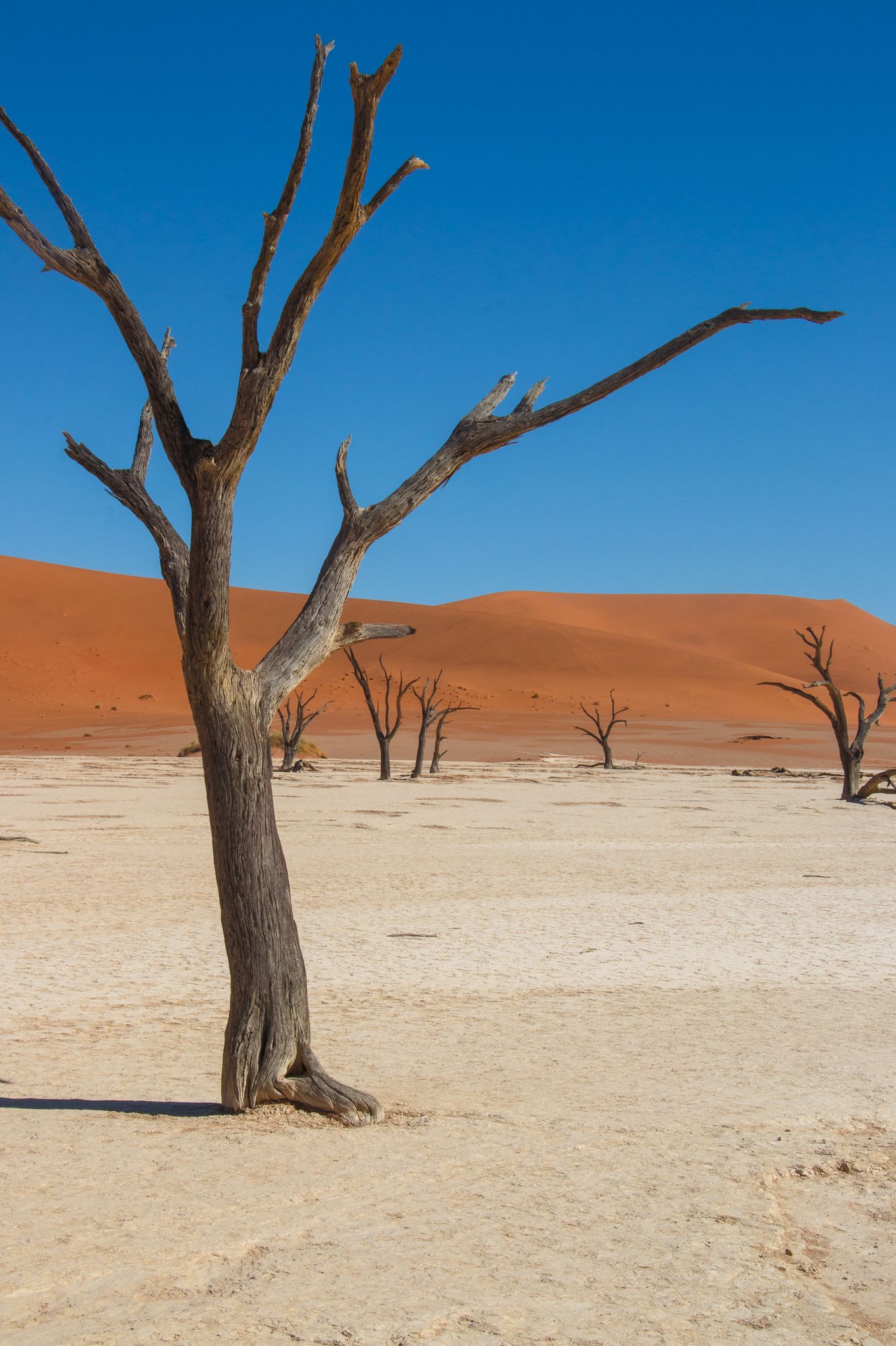 salt pan, barren trees and red sands of Sossusvlei desert Namibia Africa