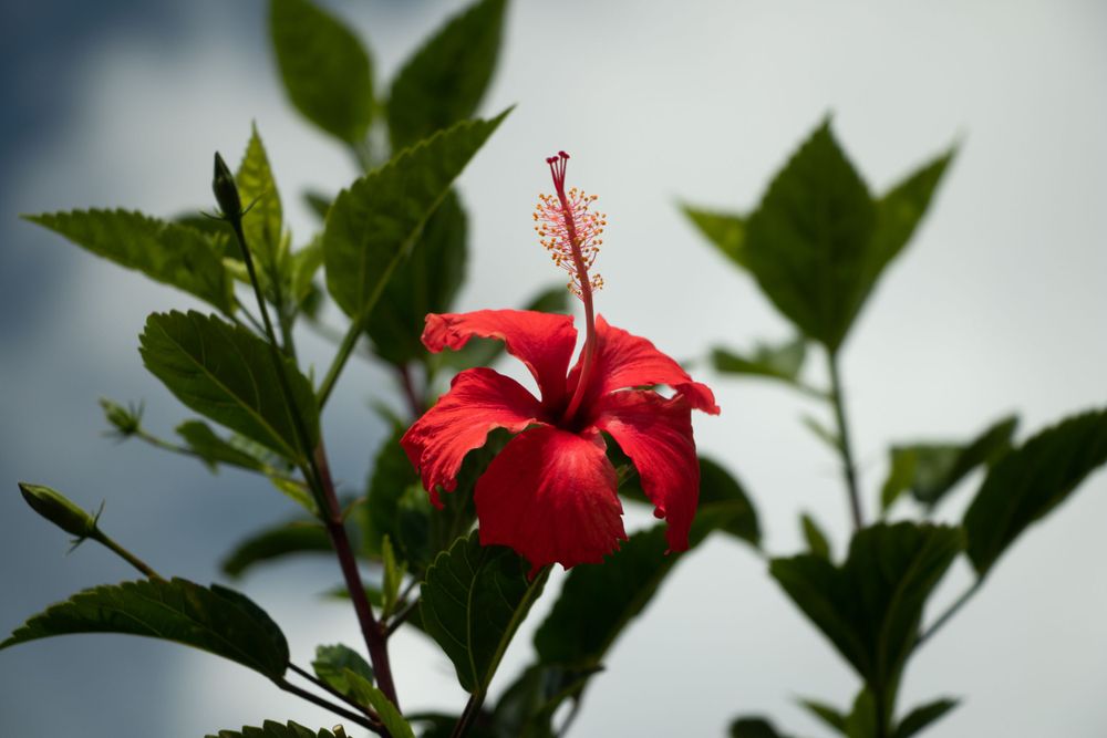 A close-up of a bright red hibiscus flower with green leaves against a light background.