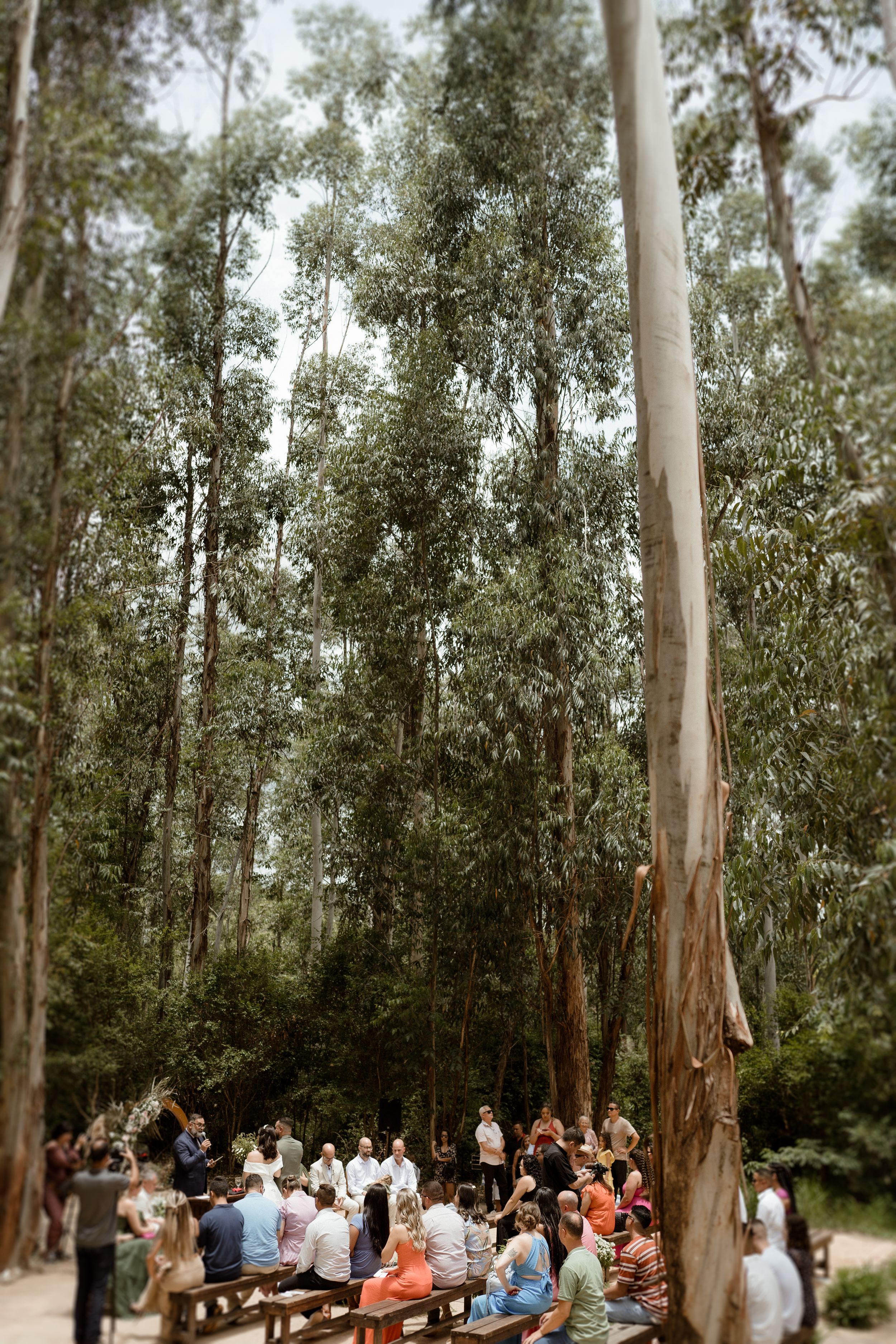 Guests seated on wooden benches beneath towering eucalyptus trees during outdoor ceremony.