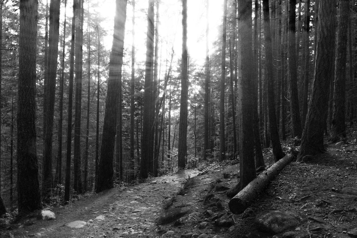Sunlight filtering through tall evergreen trees in a misty black and white forest landscape.