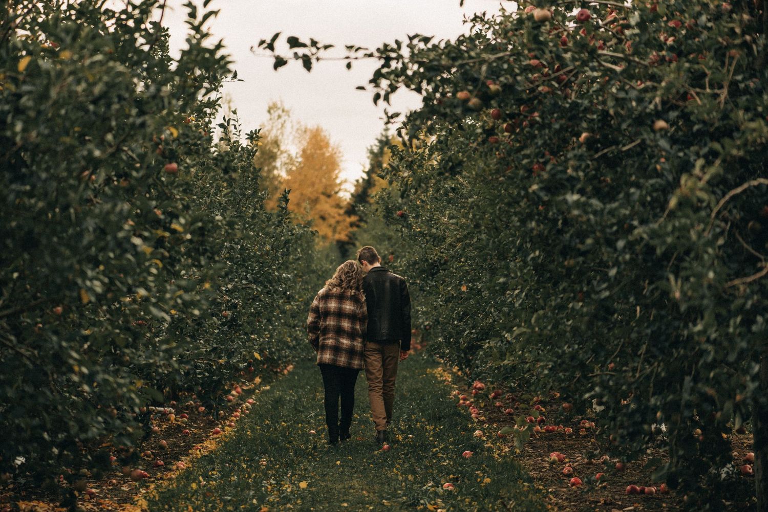 Couple walking hand in hand down a path between rows of apple trees at sunset.