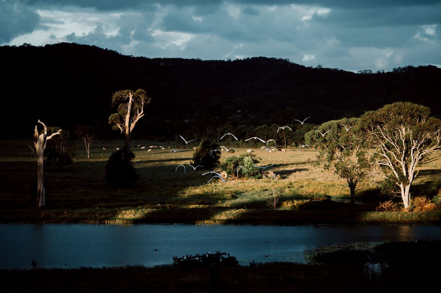 birds cows and sunset at wedding Sunshine Coast venue Yandina Station