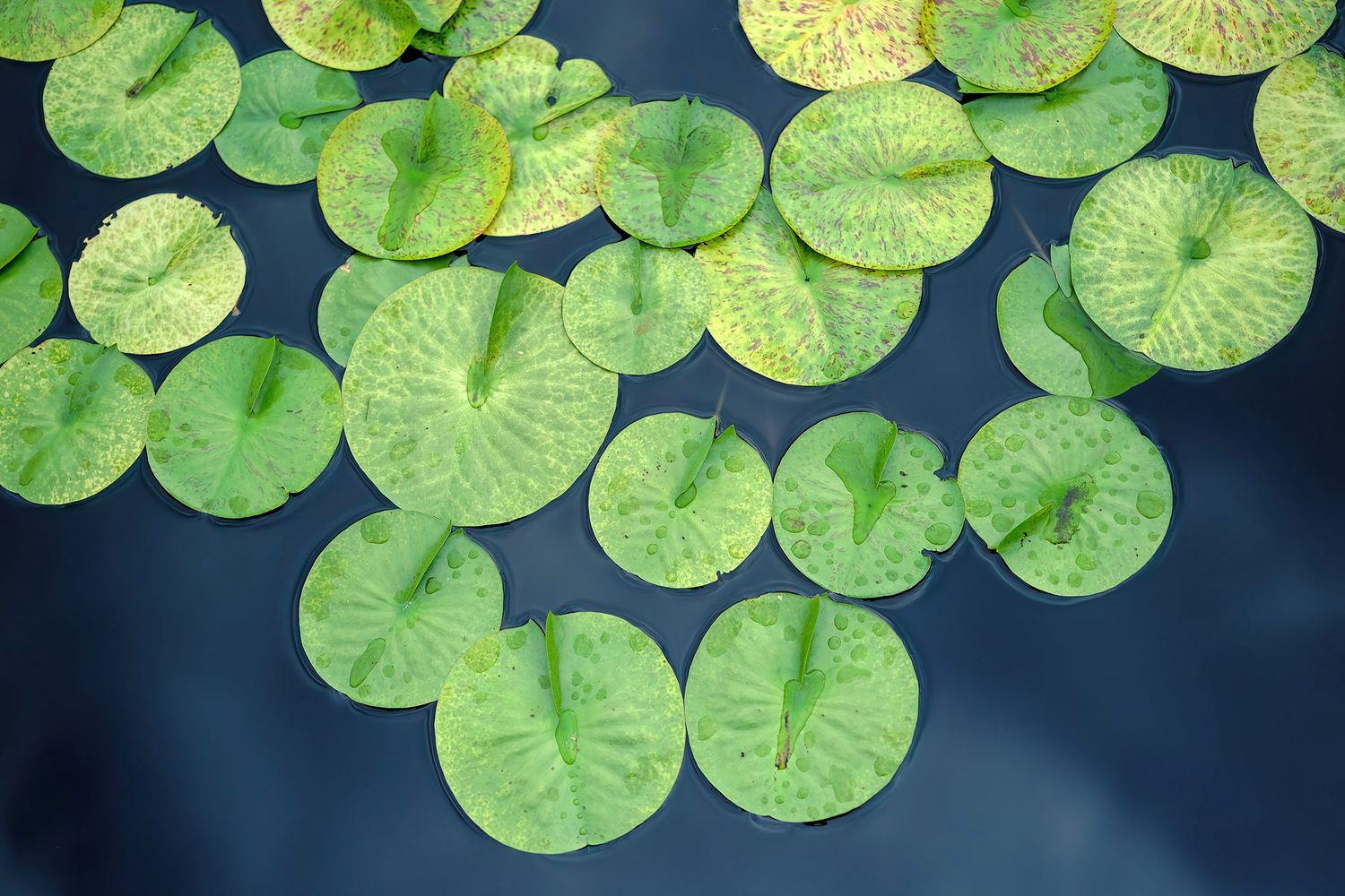 Hard Water Lily, Nymphaeaceae