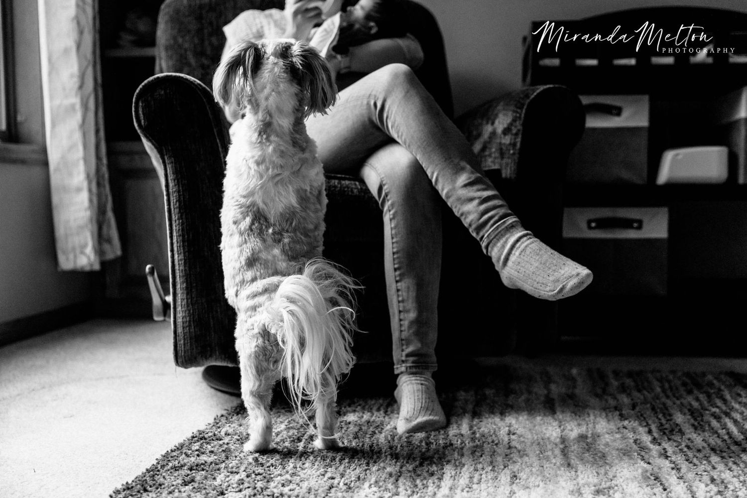 Black-and-white photograph of a dog perching its top paws on a chair where a mother sits feeding a bottle to her newborn