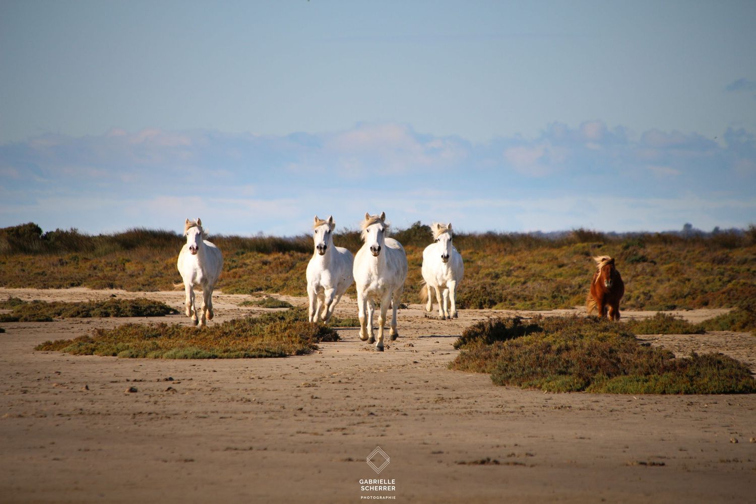Gabrielle Scherrer Photographie Photographe artisans éleveurs producteurs cheval