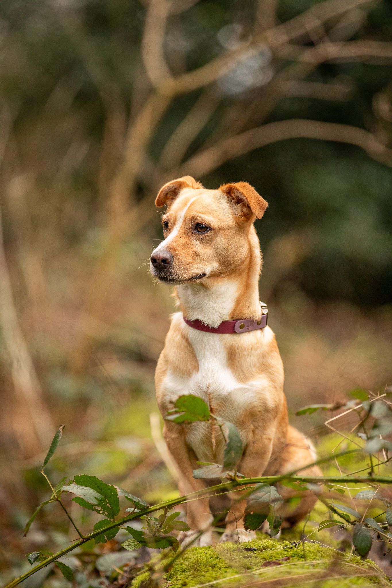 Alert tan dog standing on mossy log in dappled forest light.
