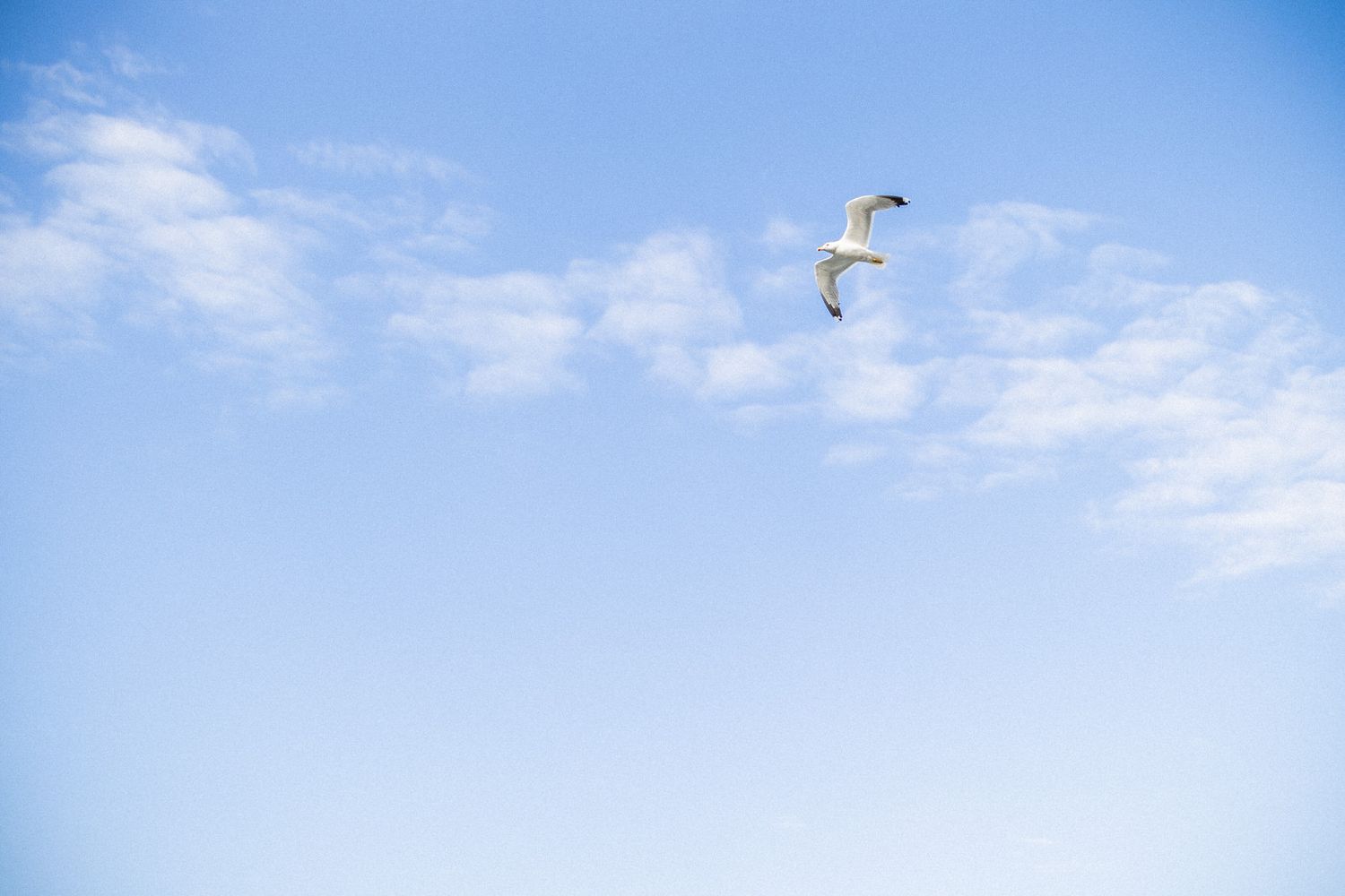 White seagull soaring through a bright blue sky with wispy clouds.
