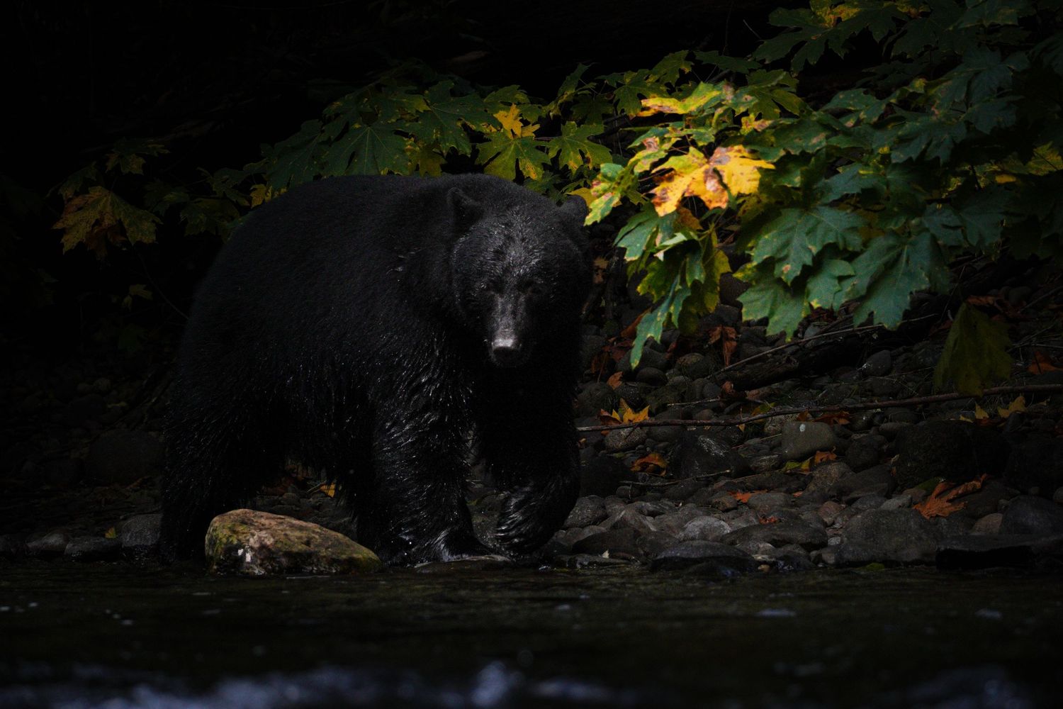 Black bear walking along stream