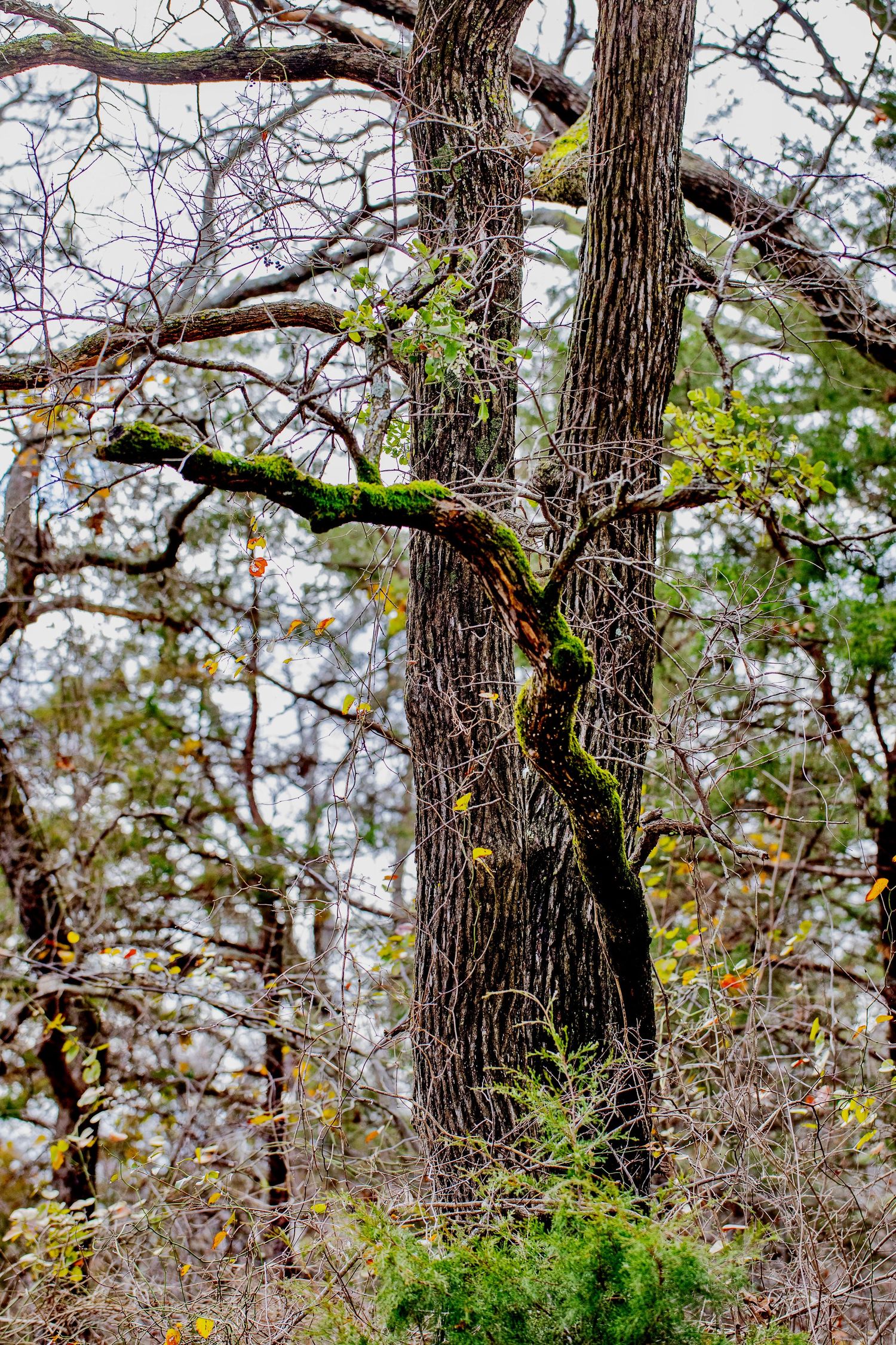 Nature