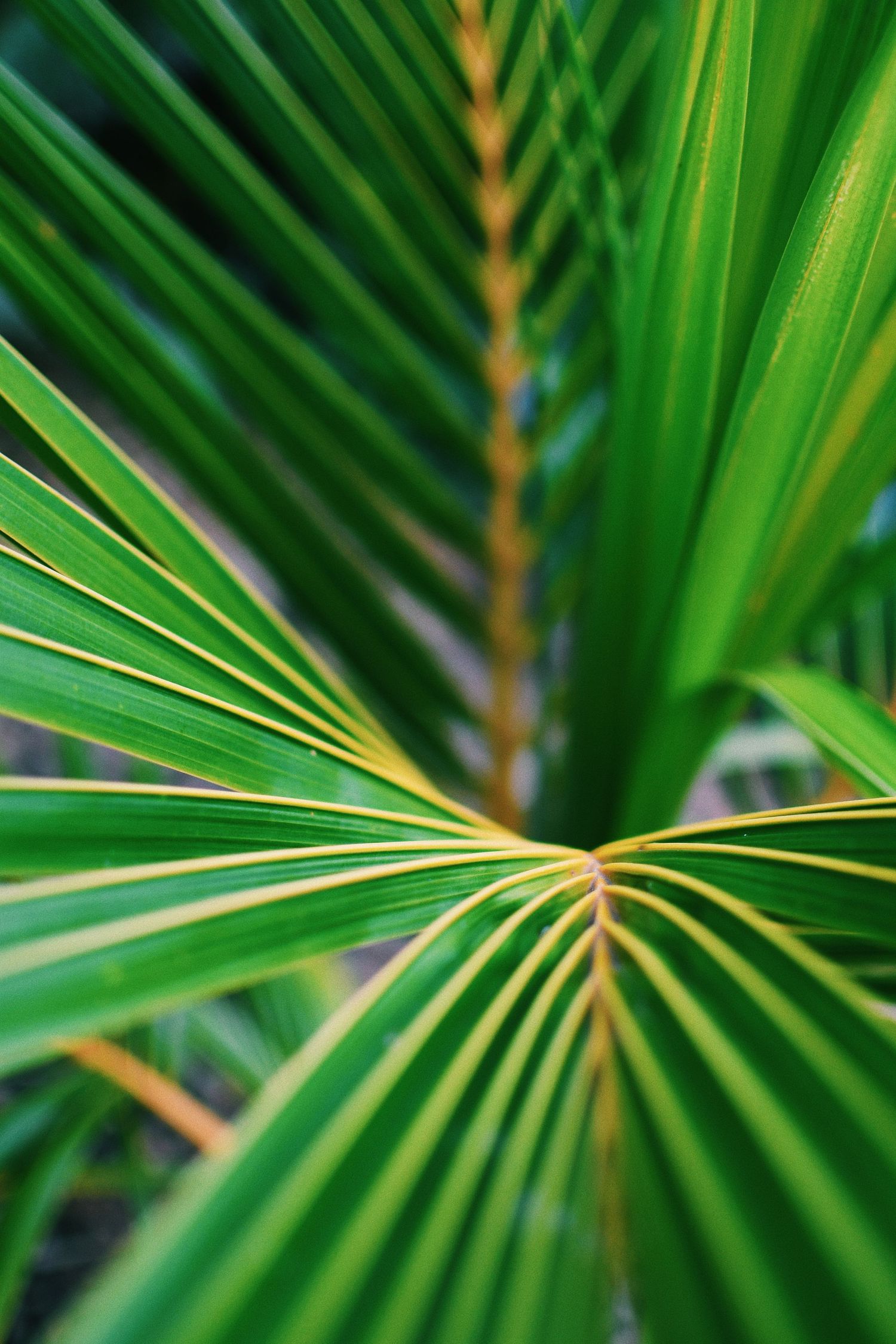 Close-up of vibrant green palm fronds radiating from a central stem.
