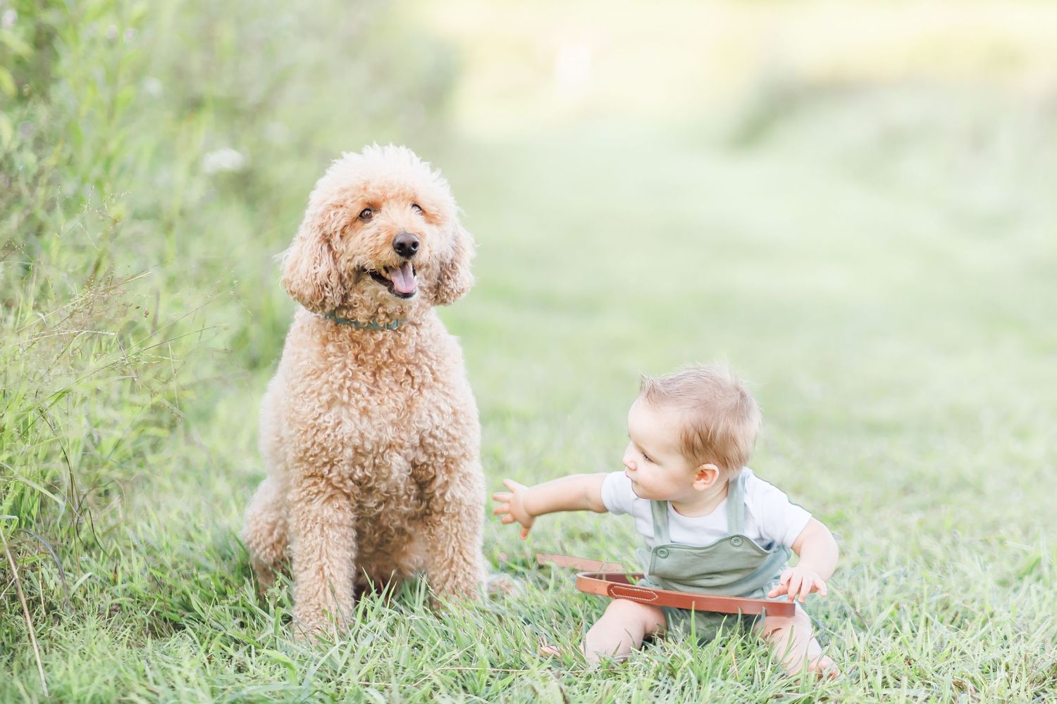 A goldendoodle dog and toddler playing together in a grassy outdoor setting.