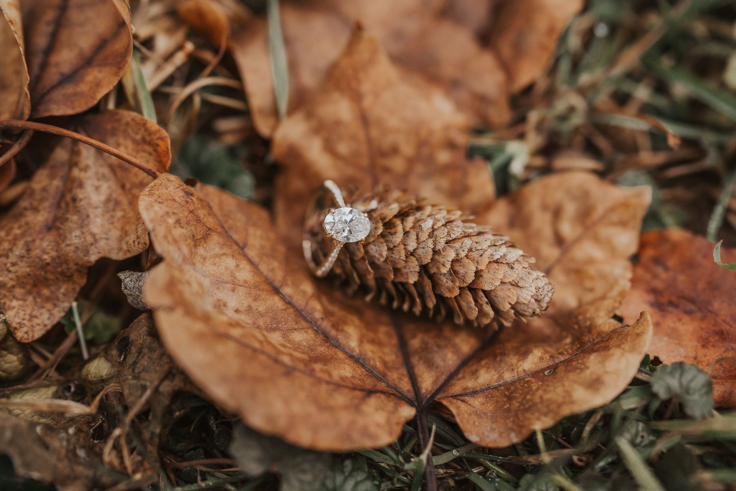 Diamond engagement ring artistically placed on autumn leaves with a pinecone Jackson County MI.