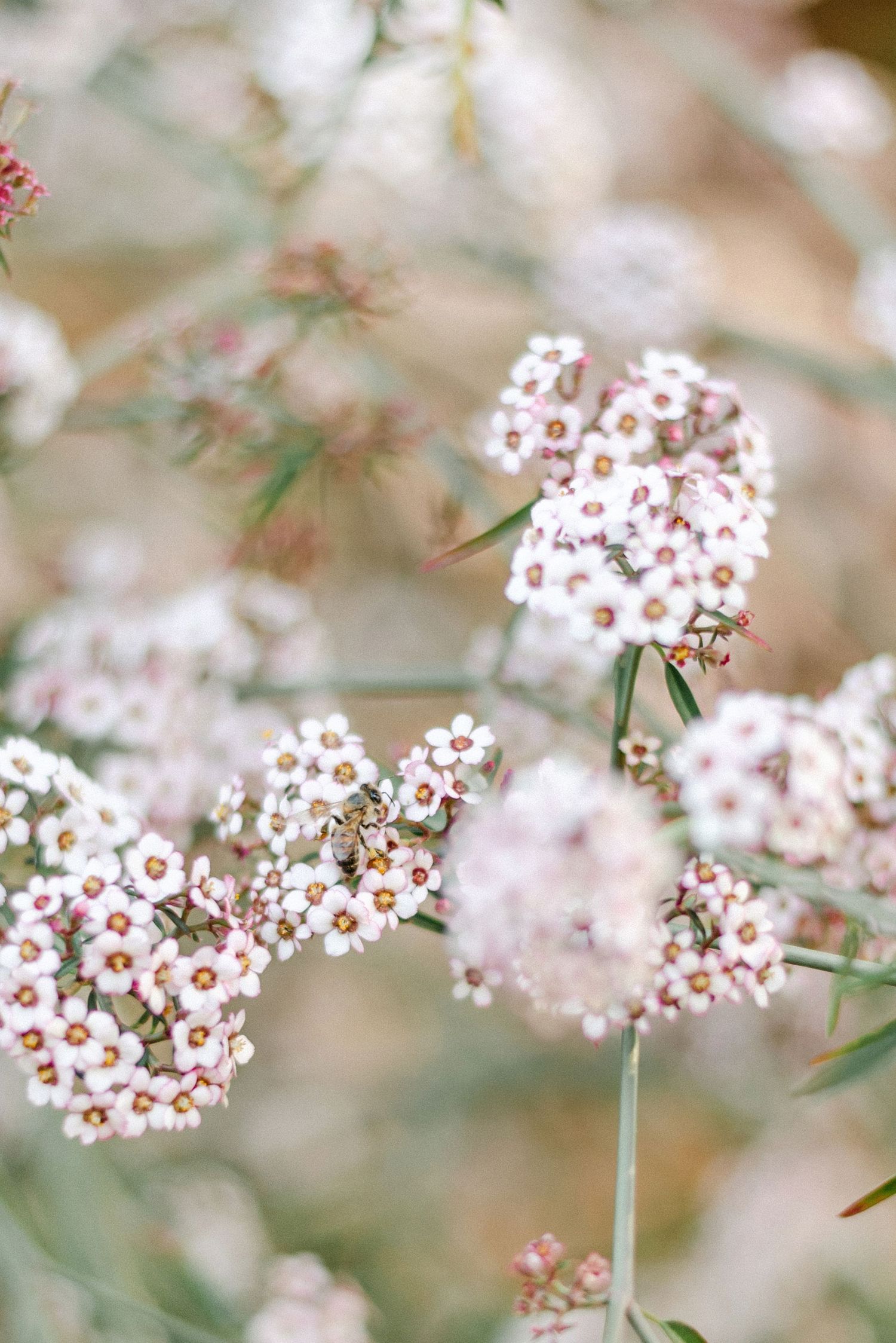 Ironrose Photography Bee on light pink flower South Africa