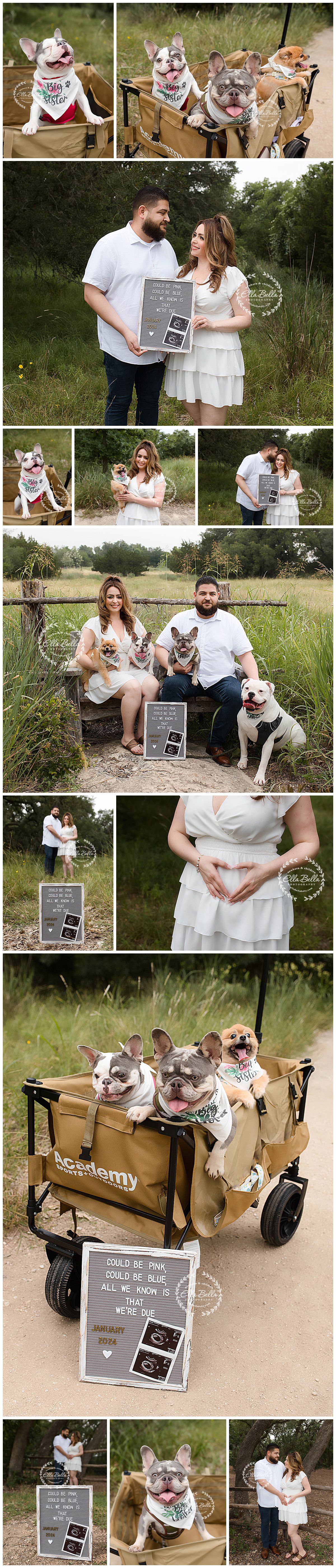 Pregnancy announcement photoshoot featuring couple with four French Bulldogs in an outdoor field setting.
