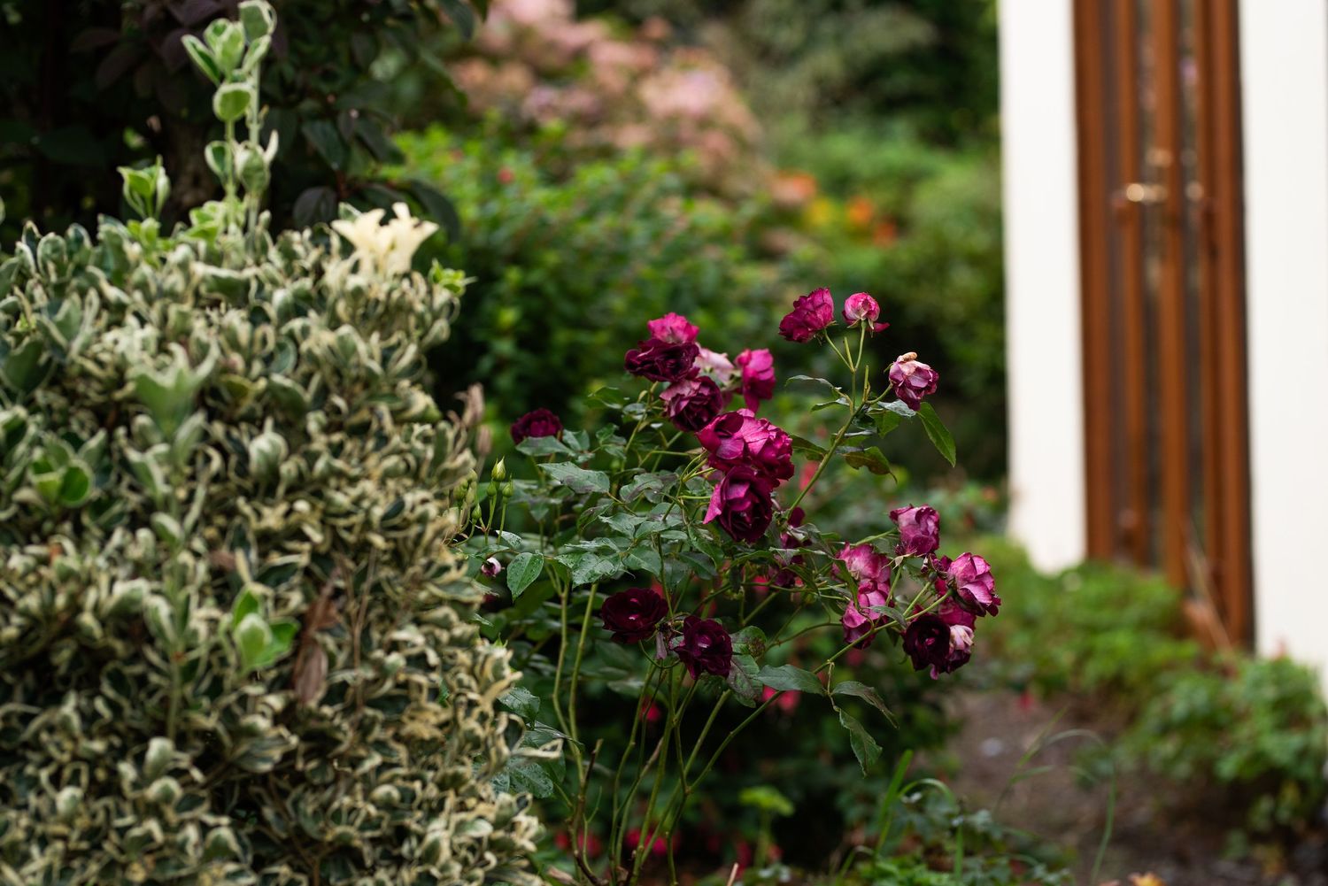 Purple roses and variegated foliage grow in a garden border.