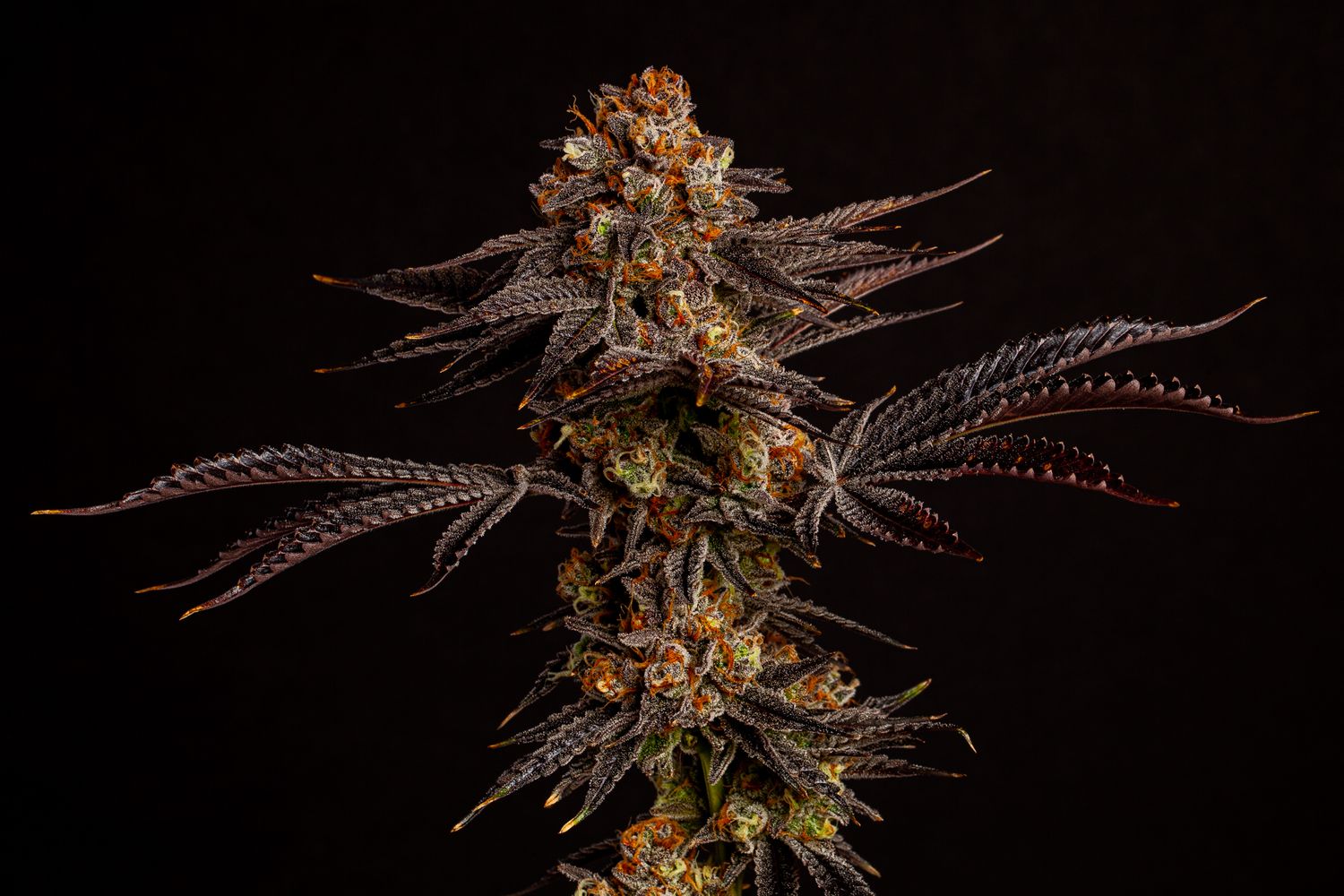 Flamingo Fine Cannabis Sundae Driver